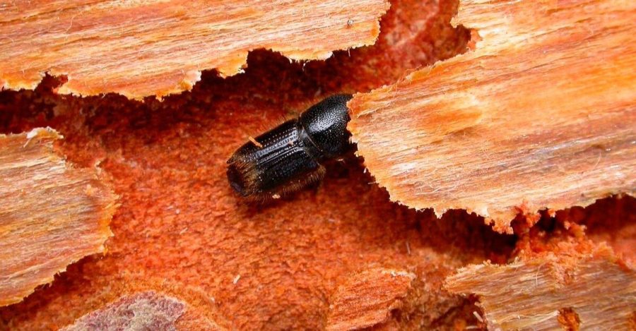 Жук короед